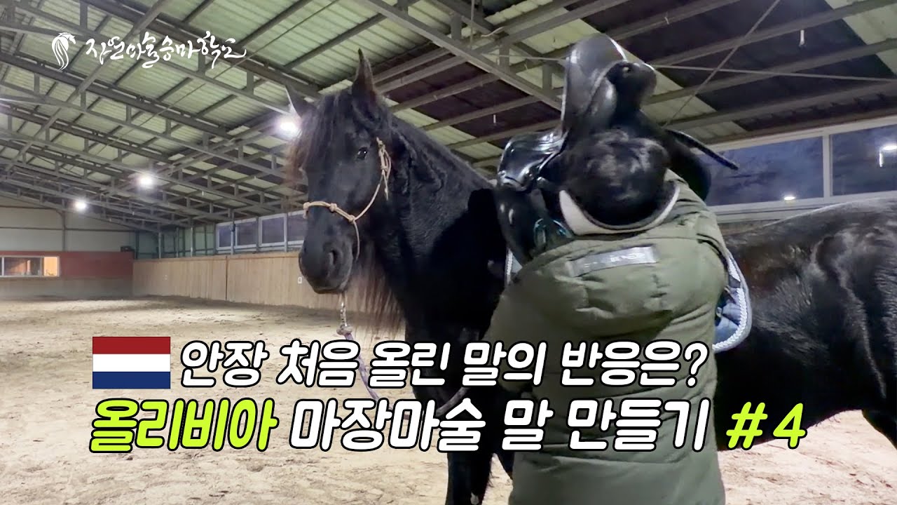 [자연마술승마학교] #4 네델란드 프레시안 '올리비아' 첫 안장 순치 | Korea Natural Horsemanship | #Friesian #naturalhorsemanship