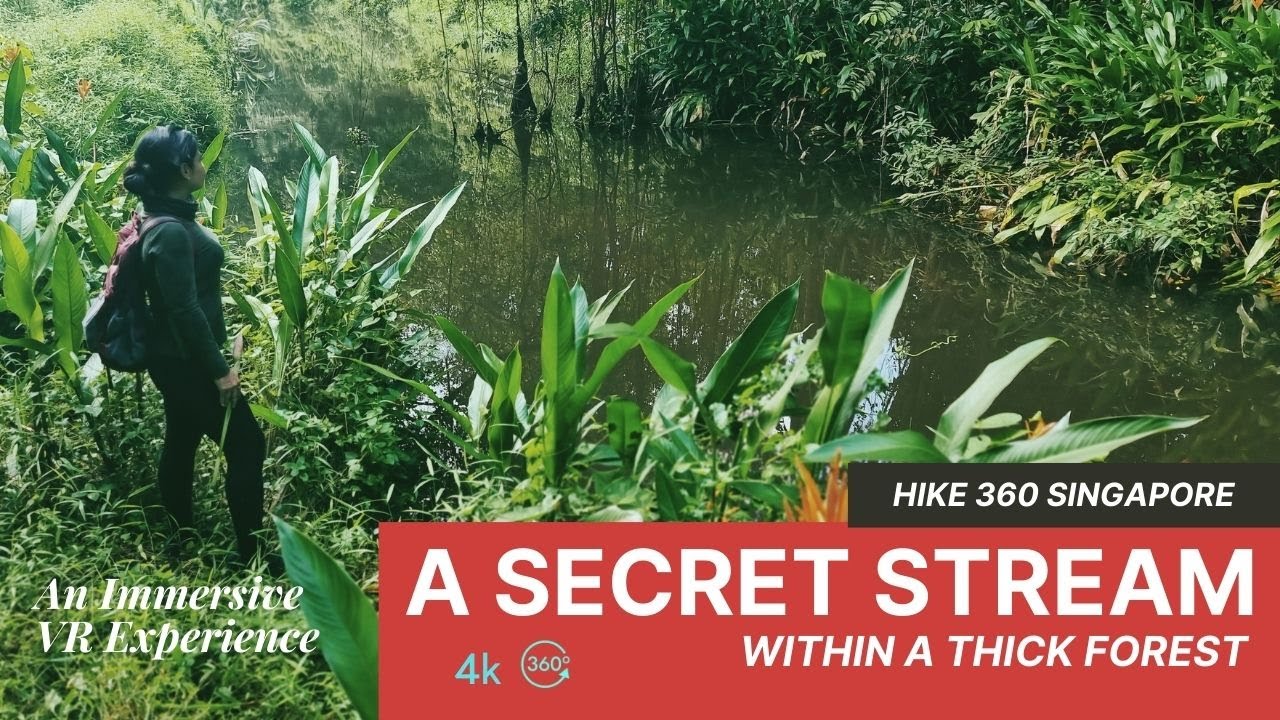 Discovering a Secret Stream While Hiking in a Forest | Singapore  | HIKE 360 |