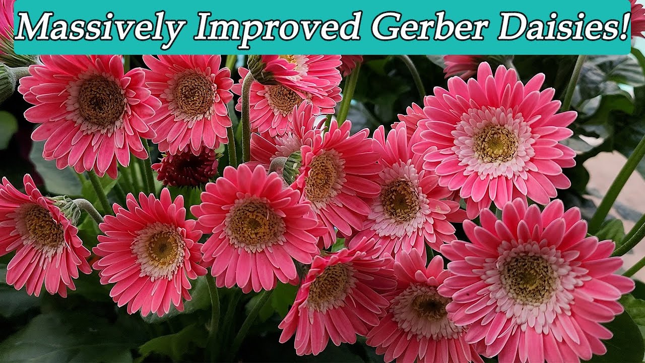 Love This Heat Tolerant Reblooming Gerber Daisy!