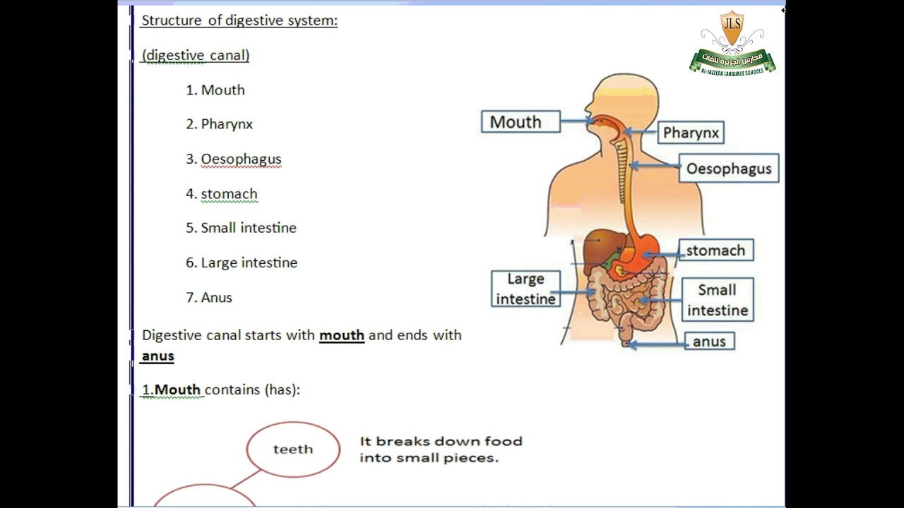Digestive system  prim 3 science   Aljazeera language school