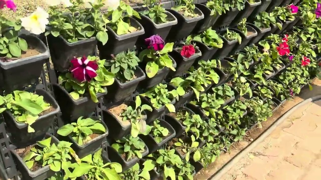 Part 2…tulip garden #palampur#dharamshala 