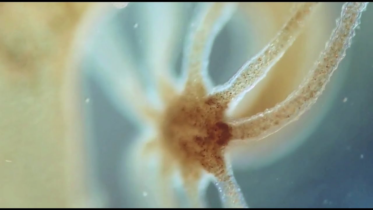 Flying Lotus - All the Secrets