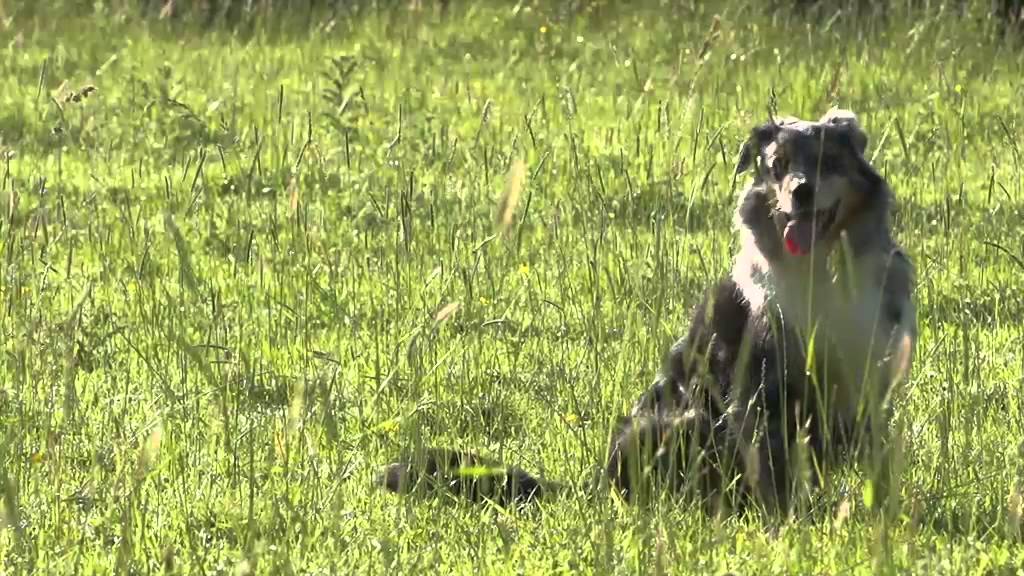 Royal Canin Endurance 4800 PRO