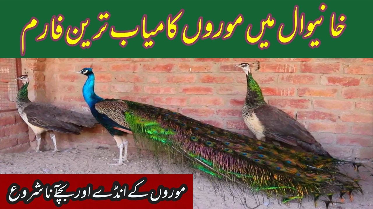 Visited at Fuji Bashir Peacock/More Farm in Khanewal Pakistan 2021  More Farming / Turkey Farming