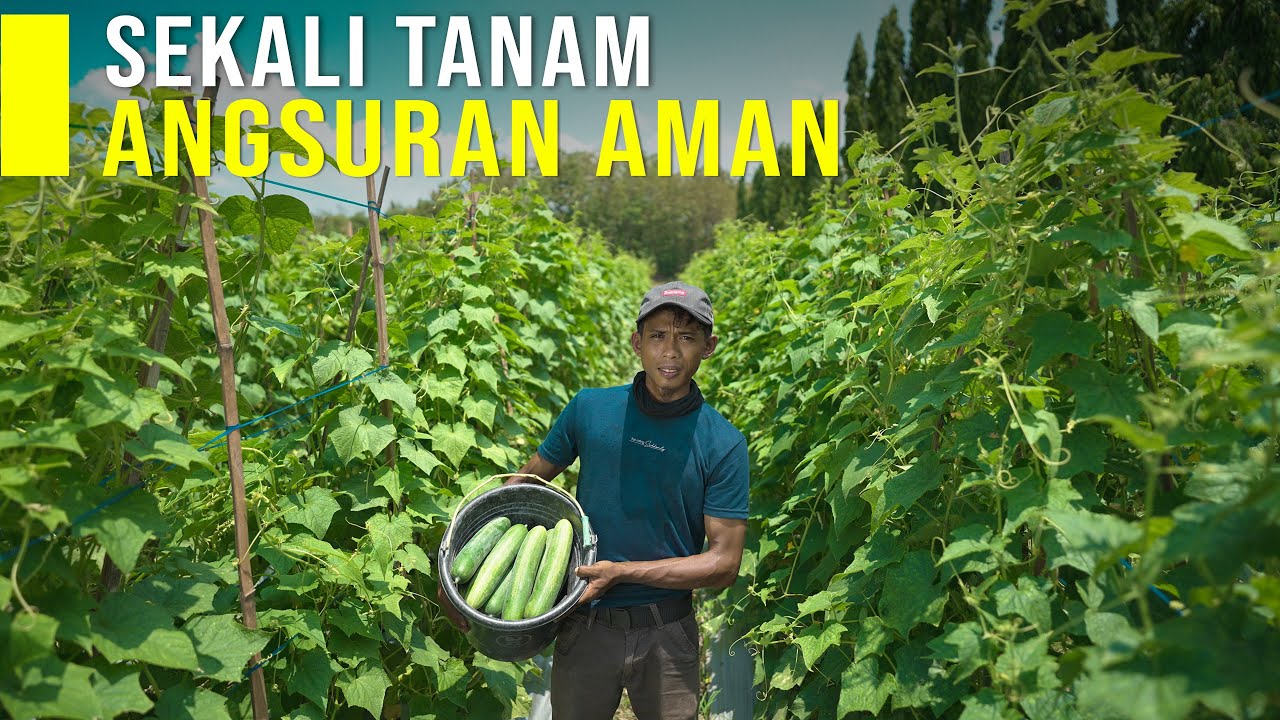 Tanam Mentimun 3000 Batang Sekali Tanam Untung Berkali-kali