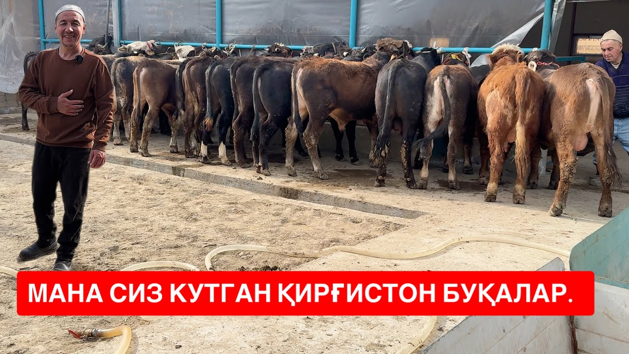 🇰🇬ҚИРҒИСТОН ПАРОДА АРЗОНЧИ БОҚМА БУҚЛАРНИ ОПТОМЧИСИ АТХАМХЎЖА ЁНДИРДИ. 
