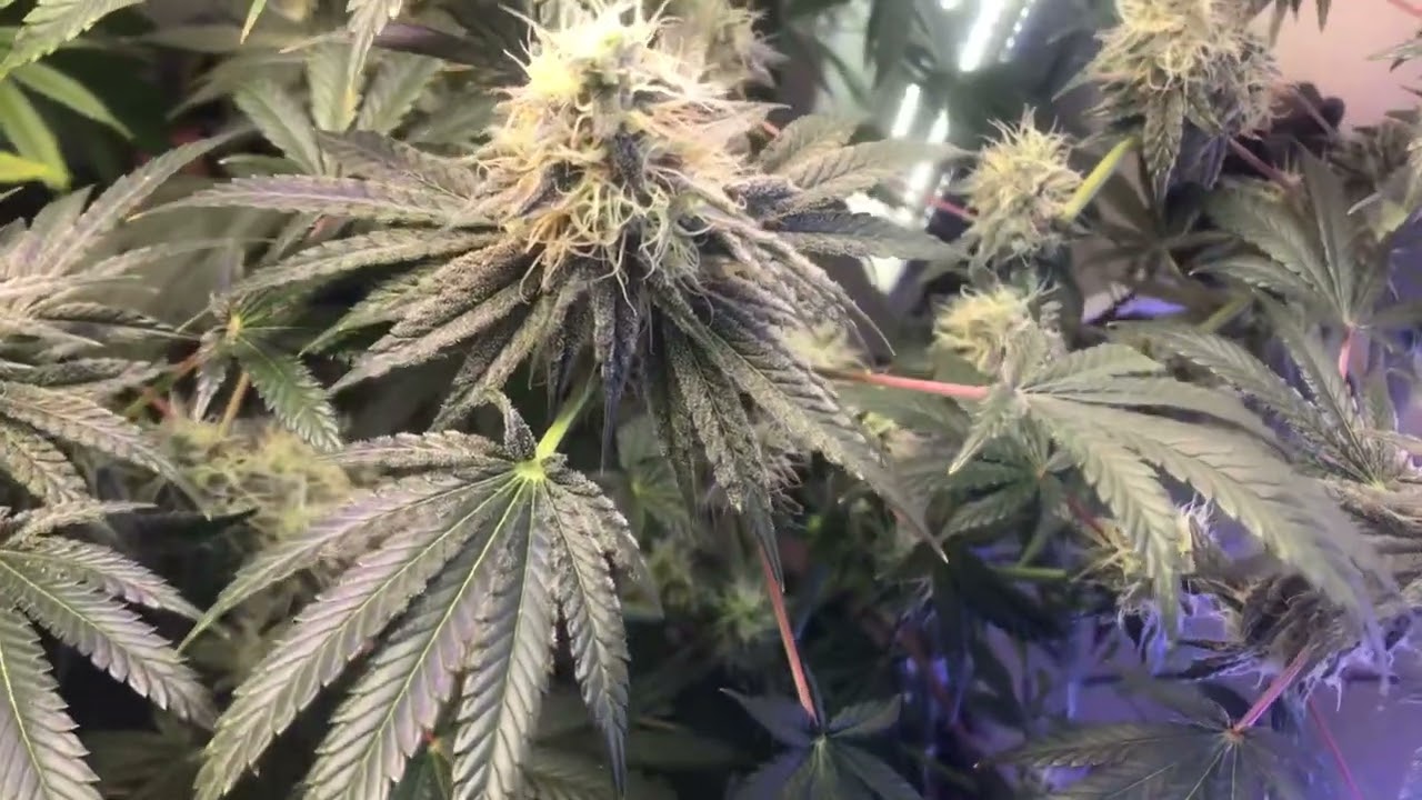 Michigan Indoor closet Cannabis grow day 45 of flower stage November 24, 2022￼🔥🌱🍃🌿🌴🌳🌲🔥￼