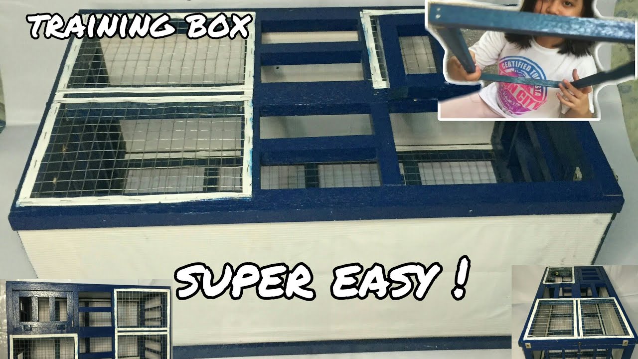 DIY Pigeon TRAINING BOX (SUPER CHEAP AND EASY to do)