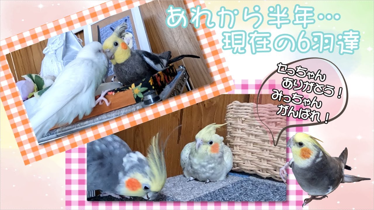 【オカメインコ】あれから半年・・・現在の6羽達の様子