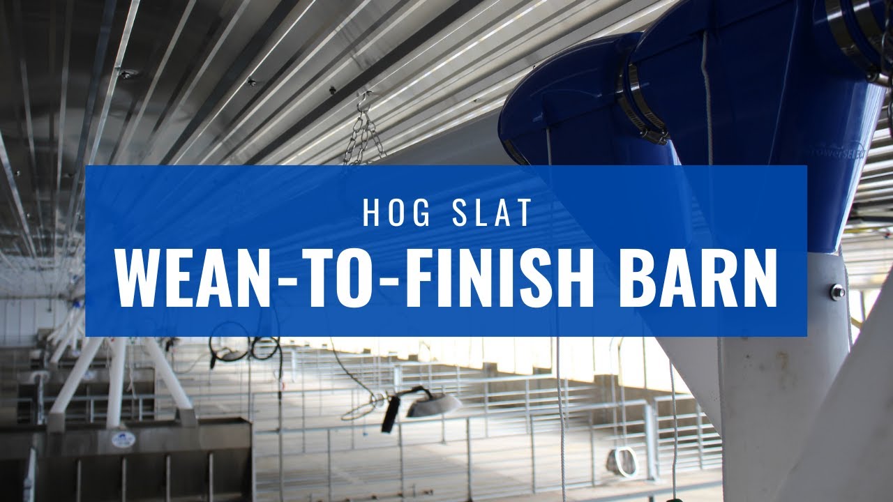 Wean-to-Finish Barn