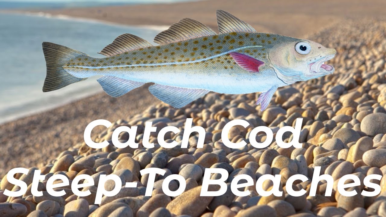 How To Catch Big Winter Cod From Steep To Beaches - Shore Fishing UK and Europe - Sea Fishing