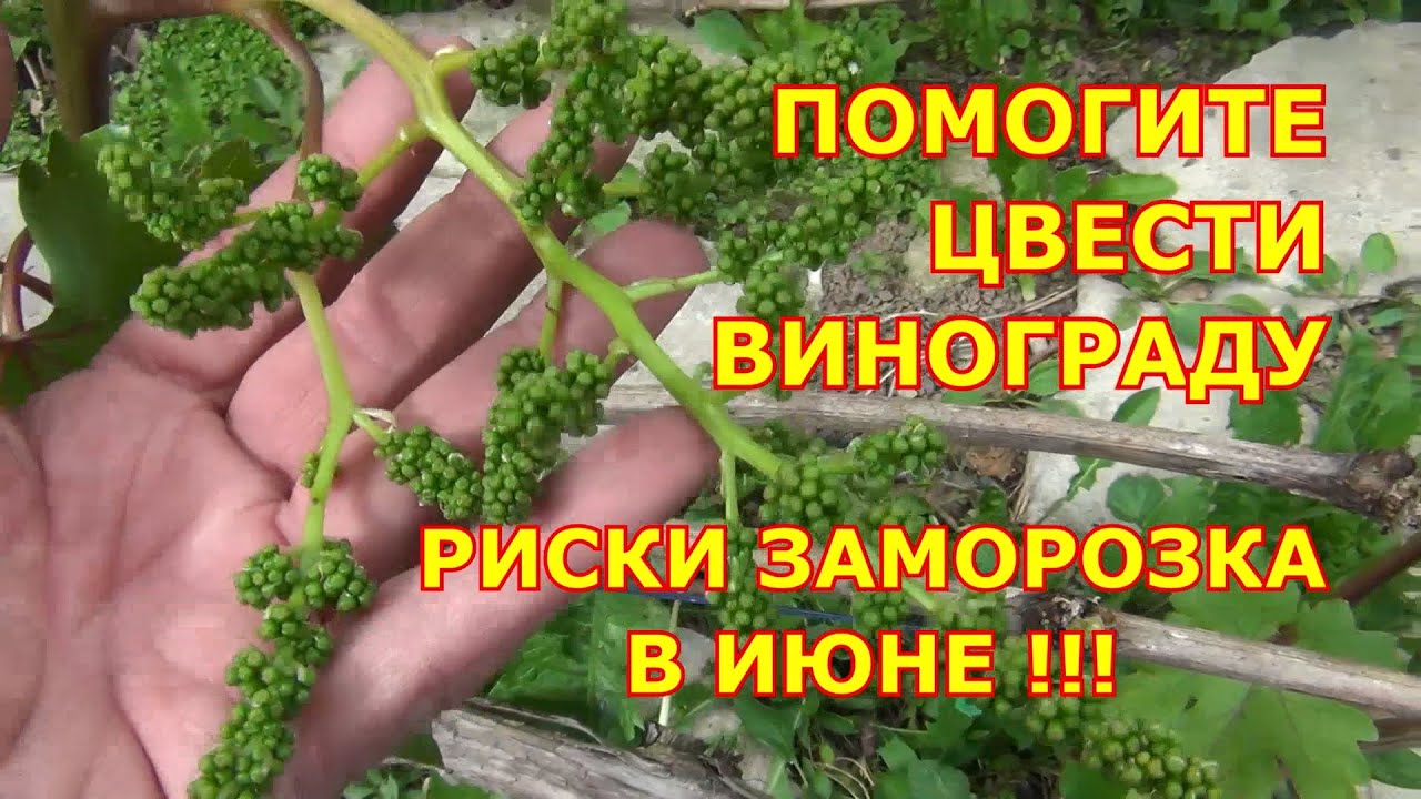 ПОМОГИТЕ ЦВЕСТИ ВИНОГРАДУ, и ВНИМАНИЕ!!! ЗАМОРОЗКИ в ИЮНЕ!!!