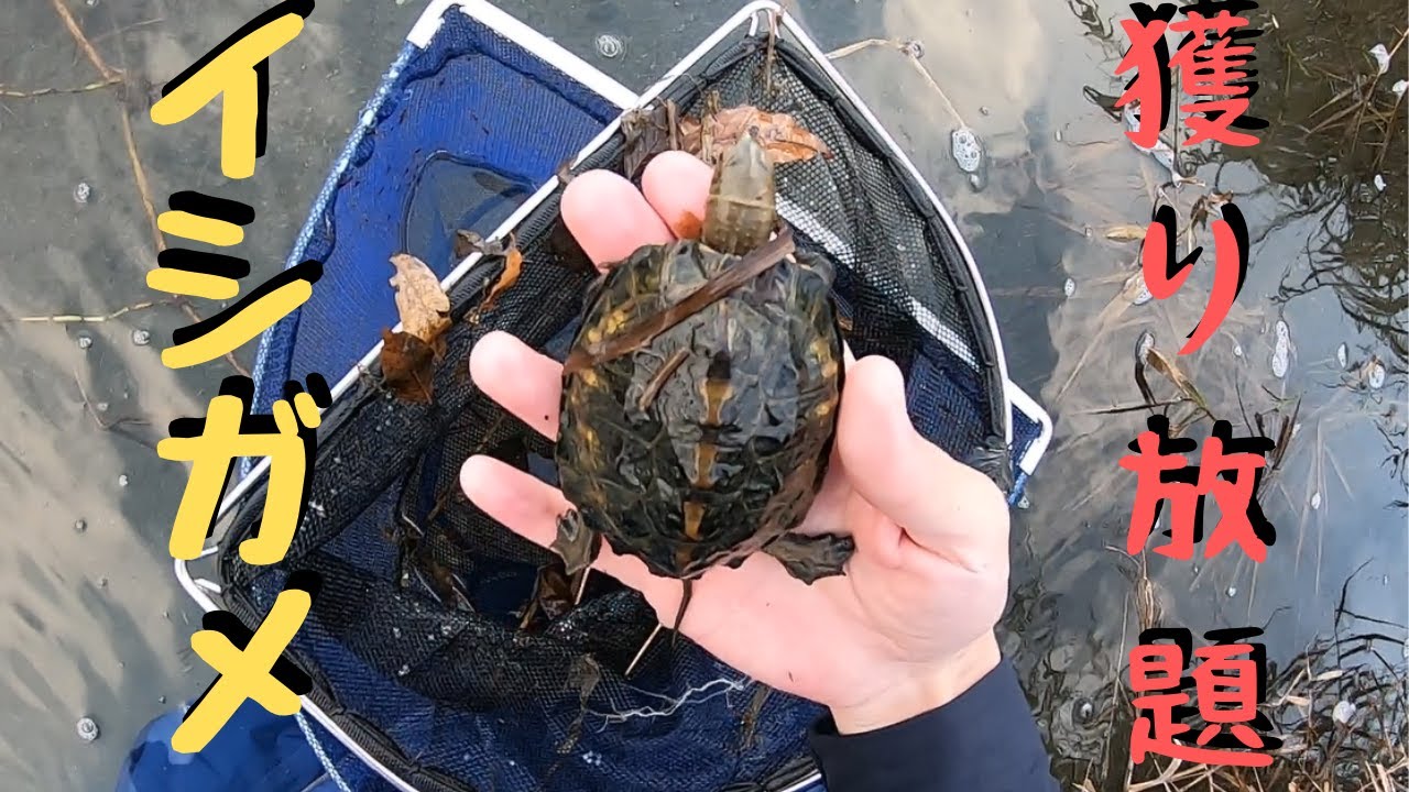 【琵琶湖の本気】簡単に15匹もの野生のイシガメが見れる川がスゴすぎた！！【琵琶湖ガサガサ探検記16】