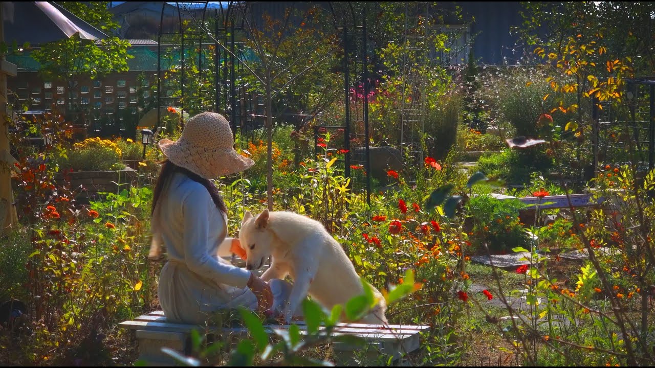 № 107. Ноябрь: когда листья опадают, я сажаю весну! | Посадка тюльпанов поздней осенью