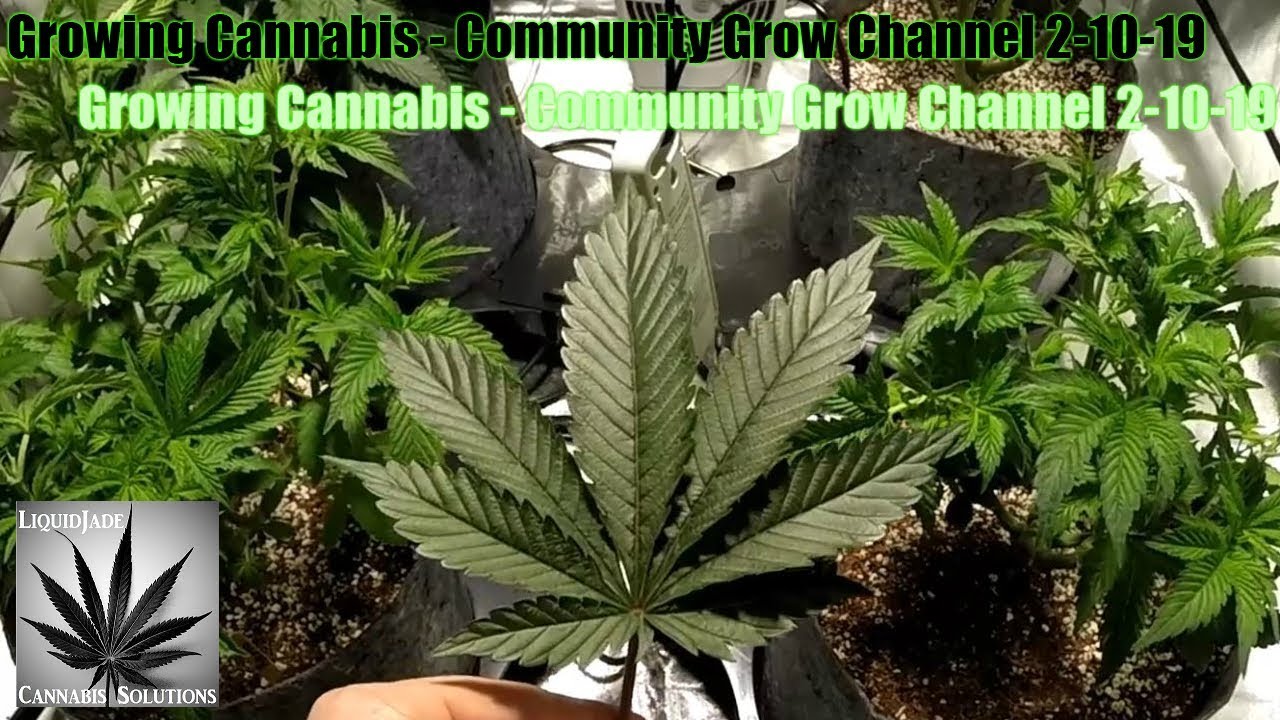 Growing Cannabis  - Community Grow Channel 2-10-19