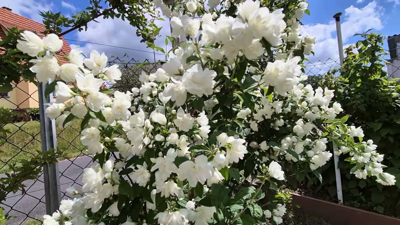 Jasmin Snowbelle ,Жасмин В моем Саду 30.05.2025
