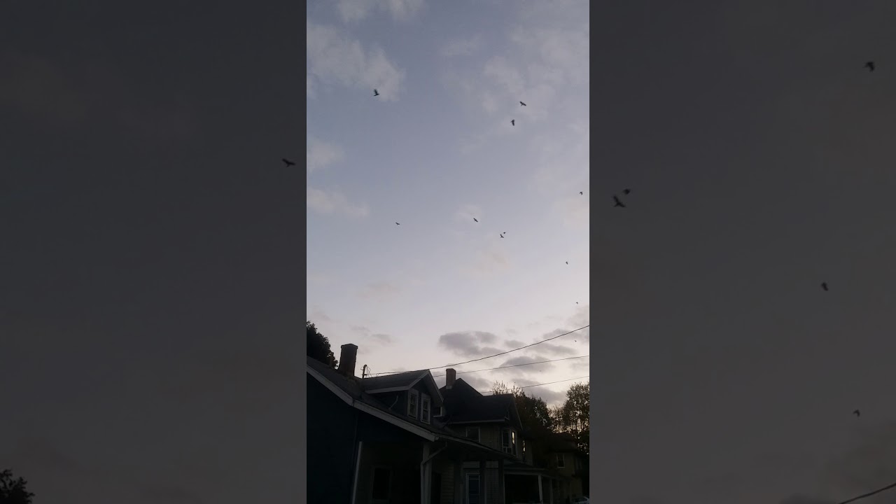 Black Birds Flock Halloween