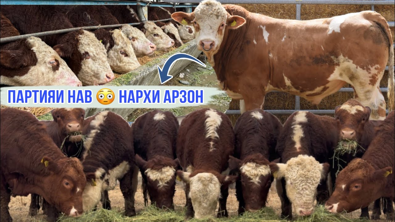 БУКАХОИ ЭЛИТА НАРХИ АРЗОН ПАРТИЯИ НАВ 18 декабря 2025 г.