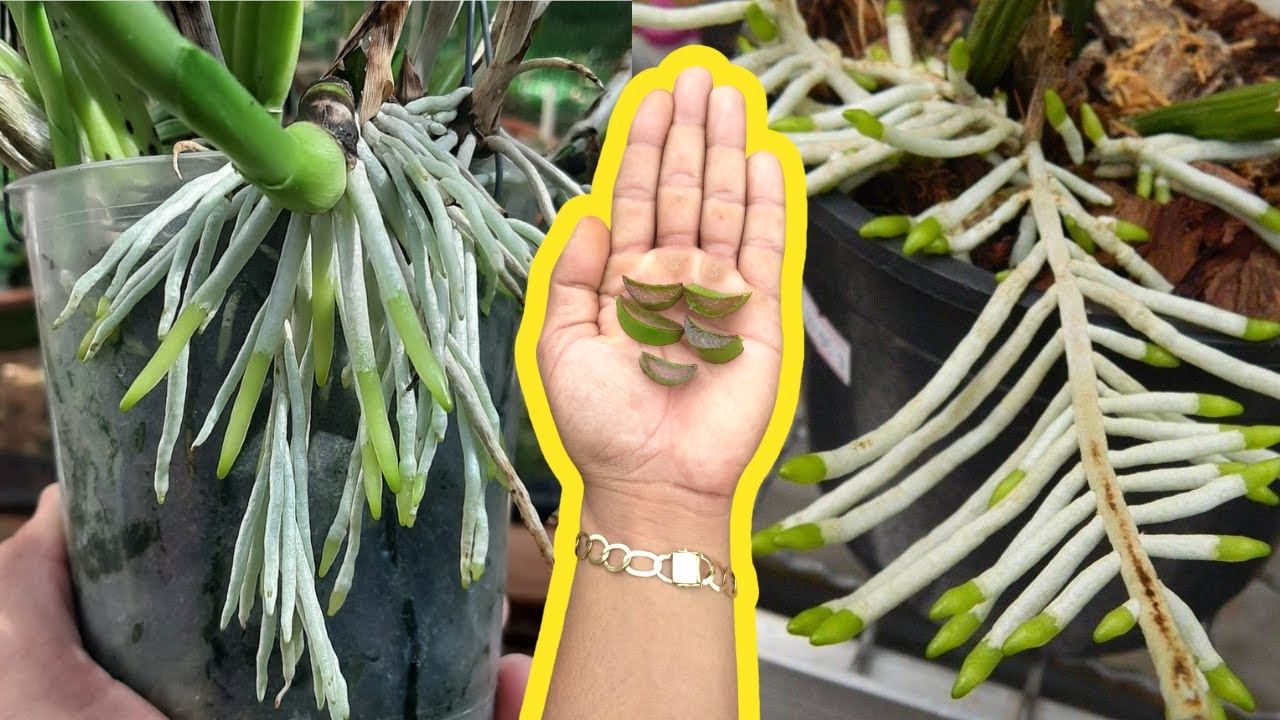 COM APENAS 1 FOLHA VOCÊ FAZ SUAS ORQUÍDEAS TEREM RAÍZES NOVAS