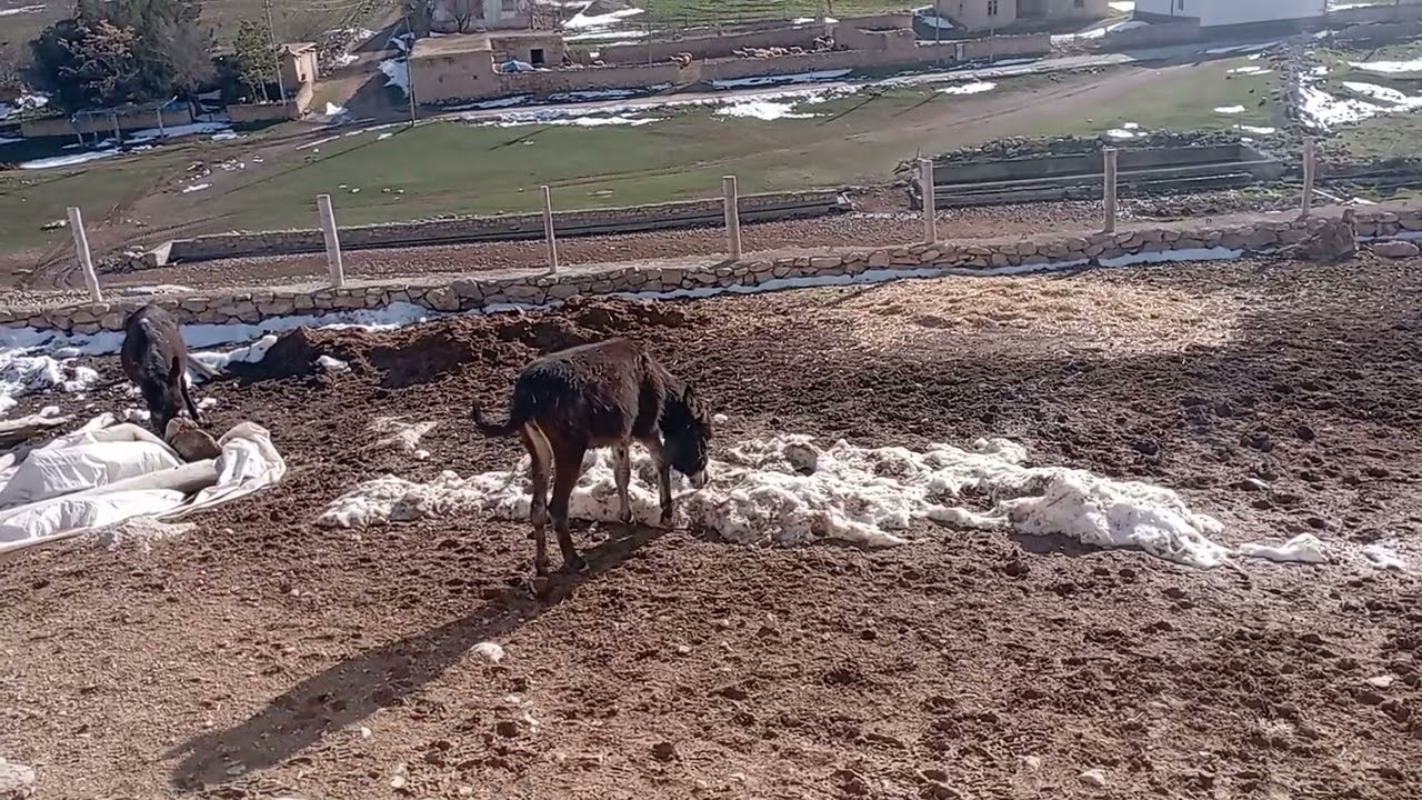 Kardan sonra güneşi görüp coşanlardan.