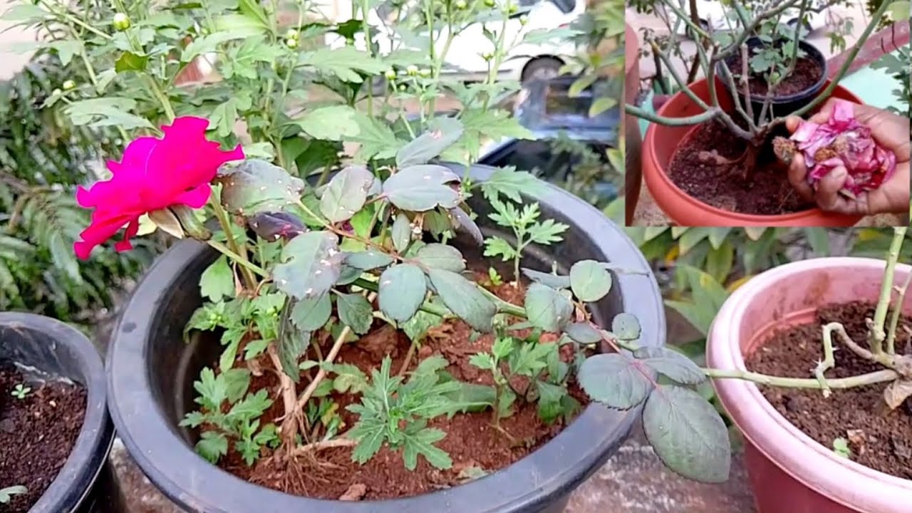 ரோஜா செடி கிளை தடிமனாக வளர ஒரு எளிய உரம் | Simple fertilizer for Rose plant branch growth in soil