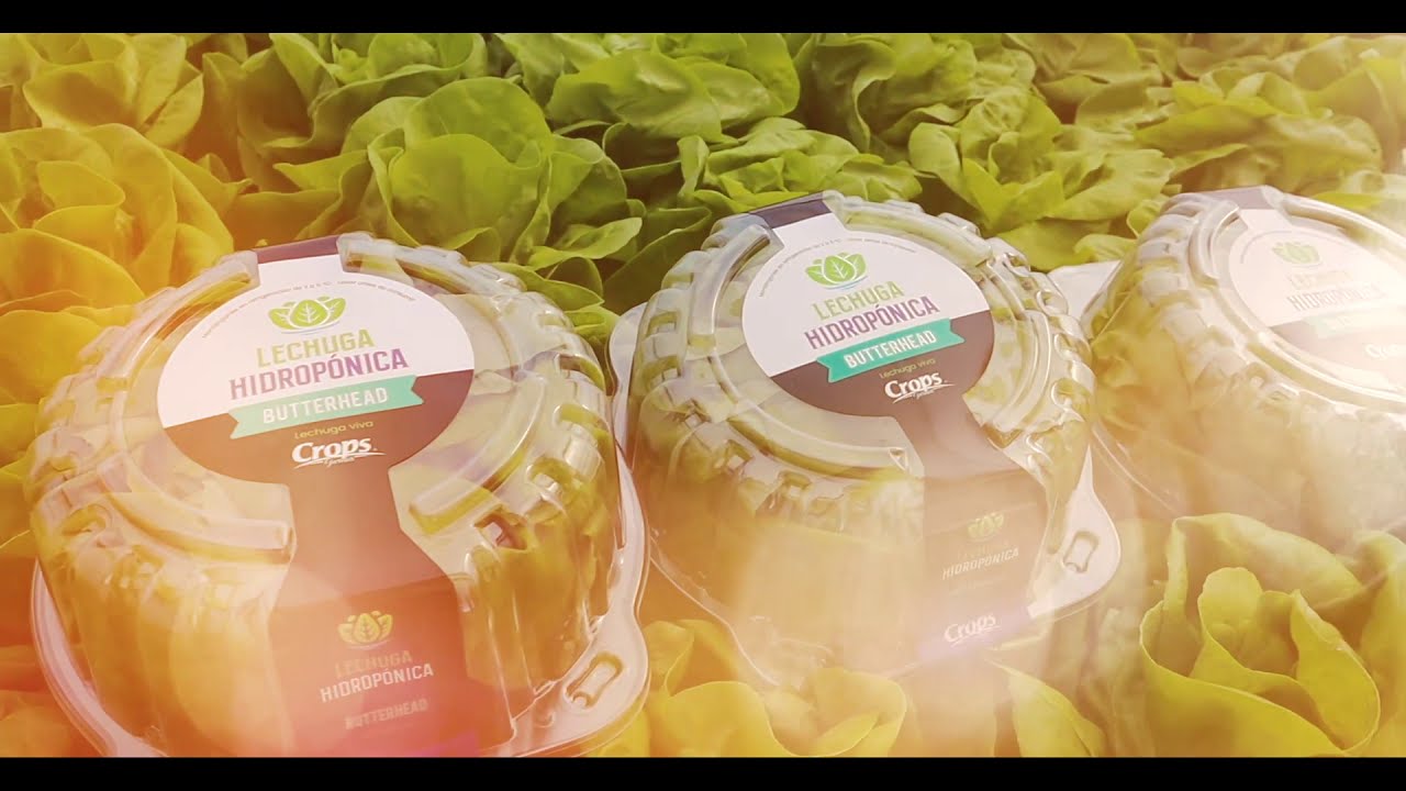 Hidroponía en lechuga orgánica y su manejo NFT/ agricultura en mexico!