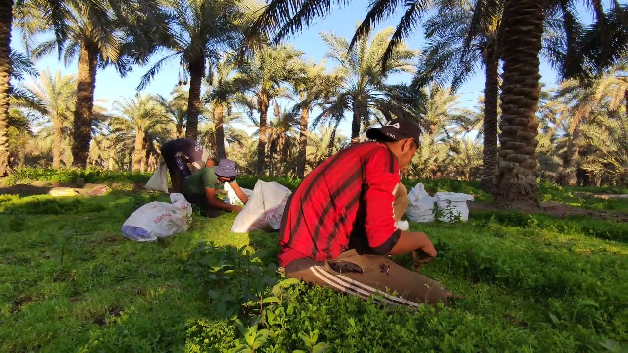 العمل في في مزرعة الرشاد في محافظة بابل بطريقة أهل البصره
