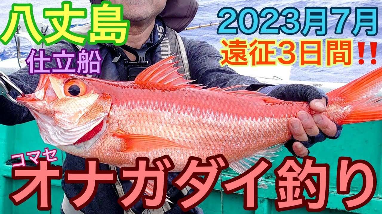 八丈島でオナガダイ釣り‼️ 高級魚　パパズイン