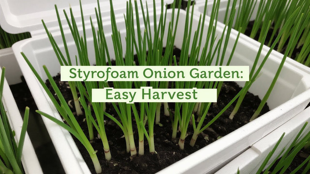 How To Grow Onions In Styrofoam Boxes : Easy Step-By-Step Guide For Big Harvests