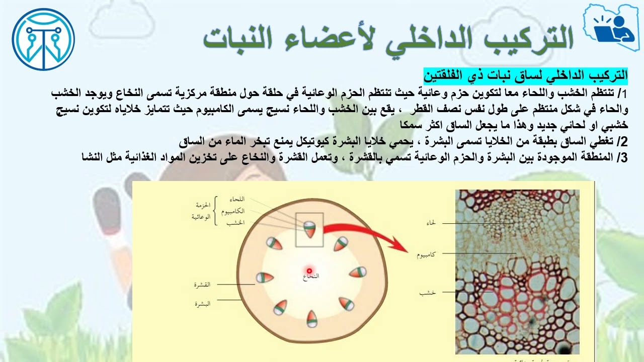 الوحدة الثانية النقل في النبات الجزء الاول