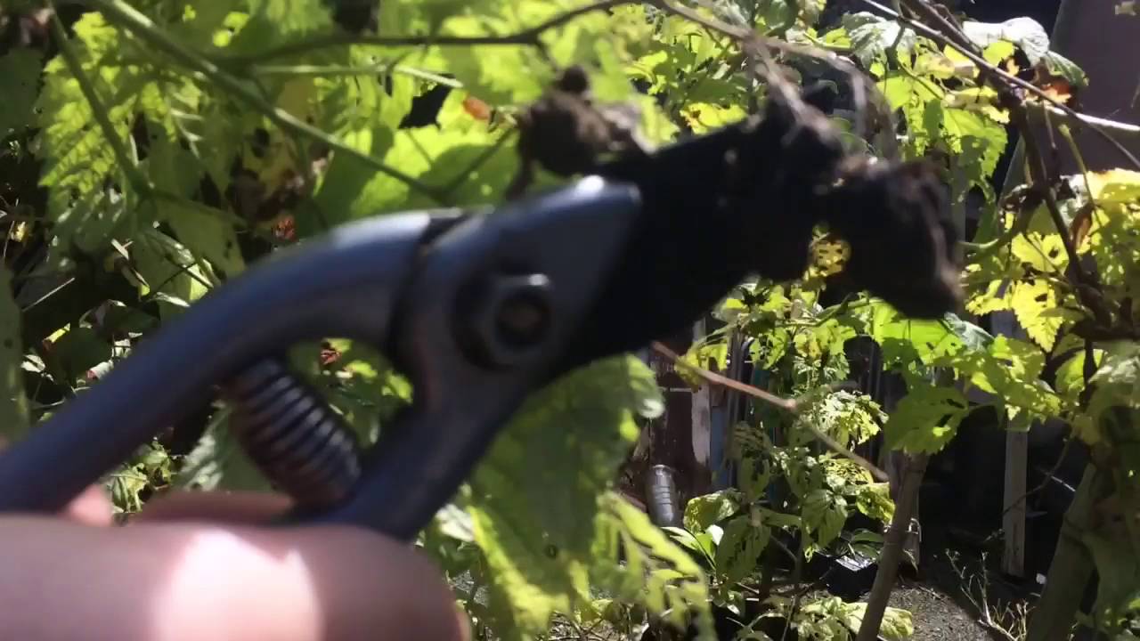 How I prune summer fruiting raspberries
