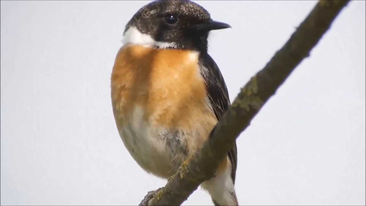 Schwarzkehlchen, Stonechat (mit Gesang) Ochsenmoor Dümmer See, April u. Mai 2013