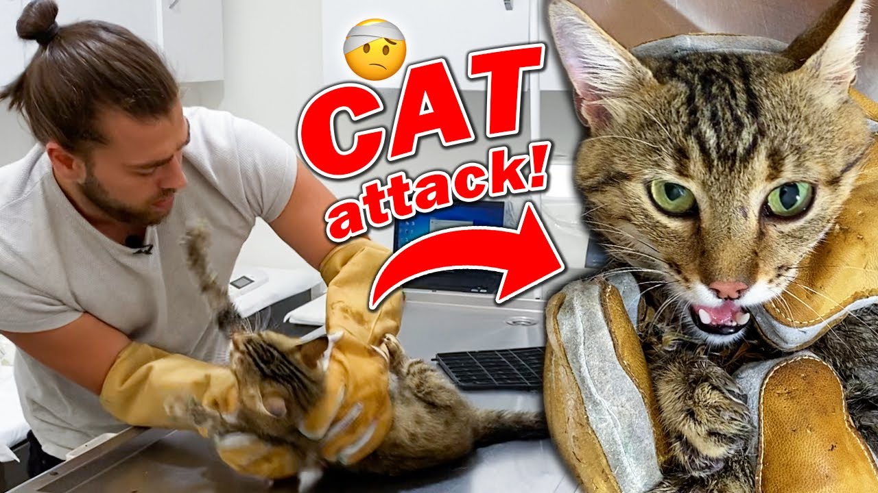 Дикая кошка сбежала! 😱 (Кошачья атака)