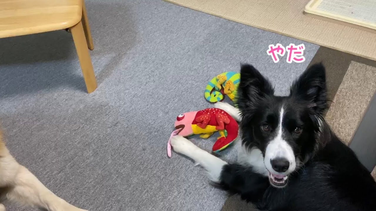 あなたのものは私のもの。私のものも私のもの！ボーダーコリーこゆきの本性