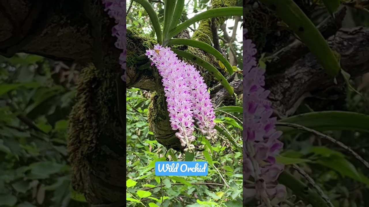 Wild Orchid, Indian Orchid #Shorts