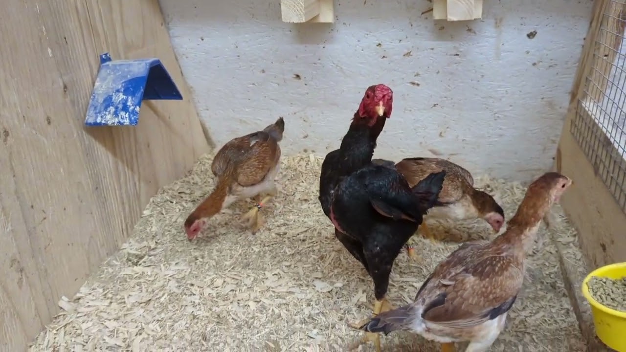 2023 Malay Bantam breeding pens.
