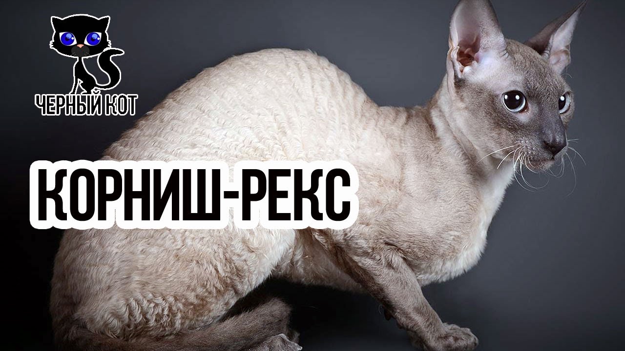 ✔ Корниш-рекс - первая короткошёрстная кучерявая кошка, которую увидел мир