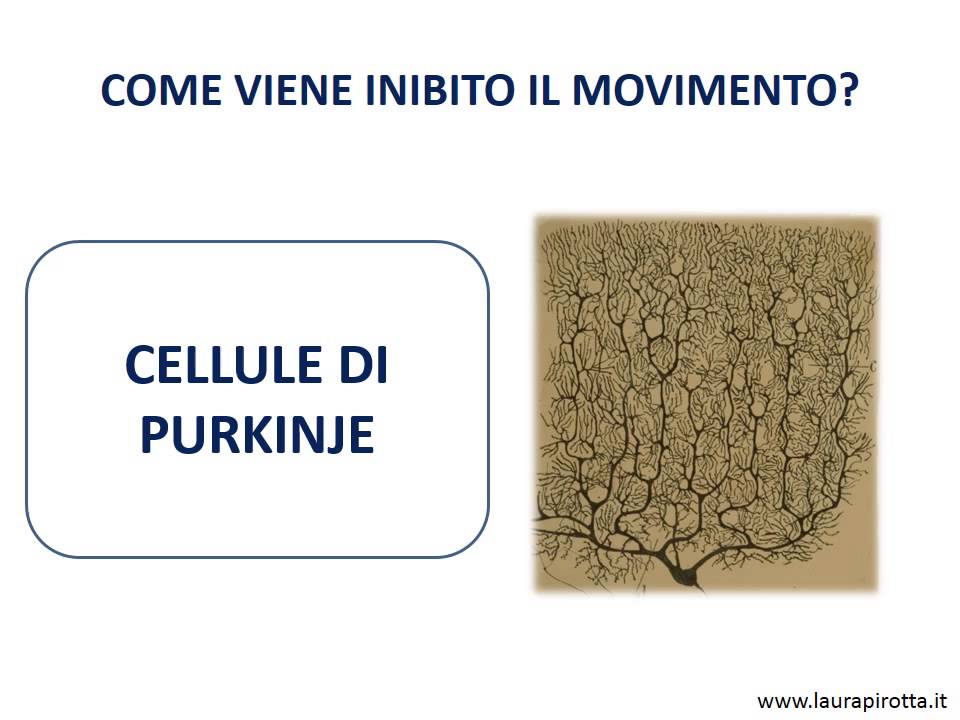25. Il cervelletto