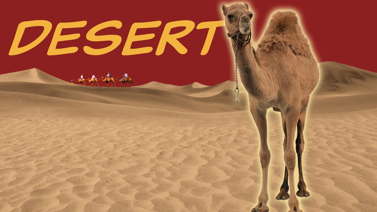 Explore the DESERT Biome 🌵 Nature Ecology & Environment