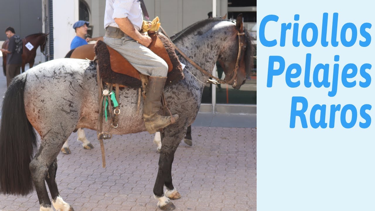 Pelajes raros en el caballo criollo argentino