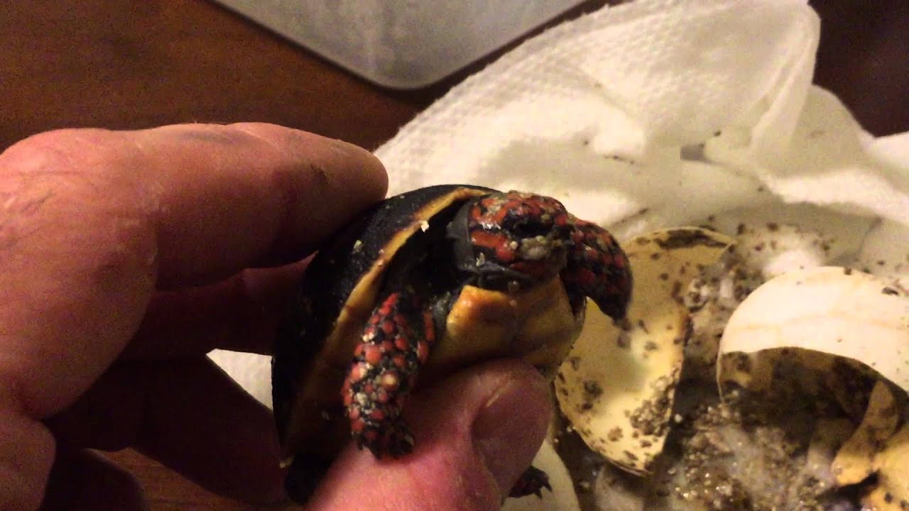Redfoot Tortoise hatching