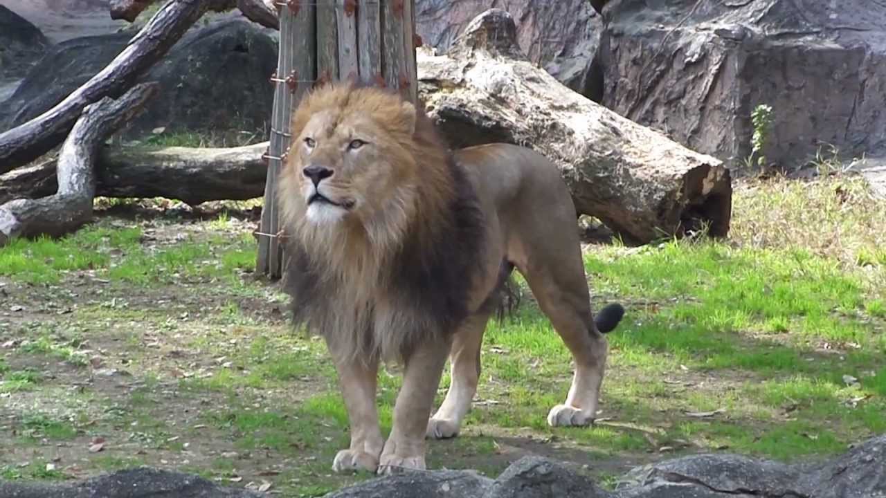 ライオンのナンとサン（東山動物園） Lion Nan and San