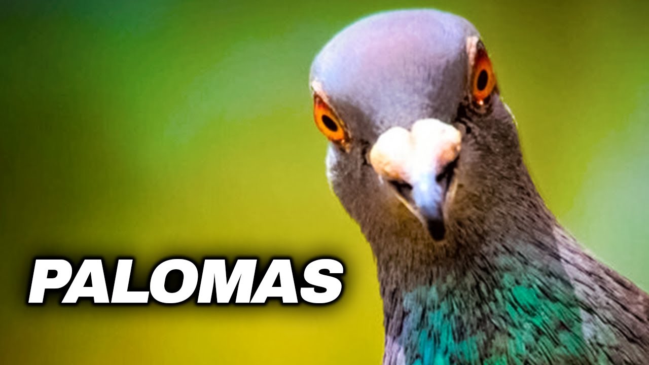 De Palomas mensajeras a Plaga urbana: la evoluci&oacute;n de su papel en la ciudad