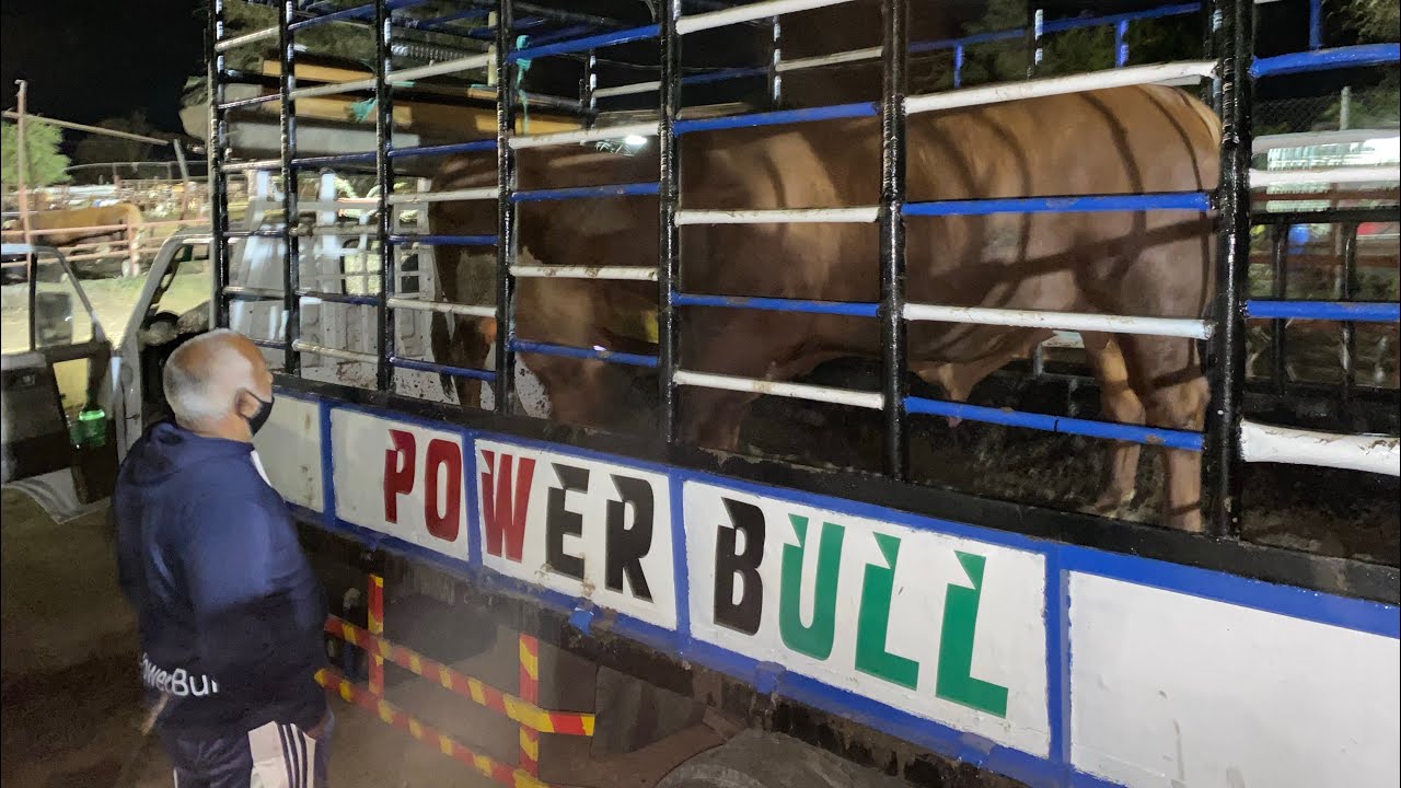 Bakrid 2021 Powerbull