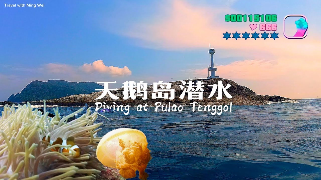 🇲🇾 天鹅岛潜水Vlog - 追鲸鲨之旅?｜4D3N Scuba Diving at Pulau Tenggol!