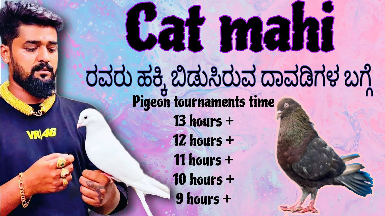 Cat mahi pigeons | Cat pigeon collection achievement on tournament 2025