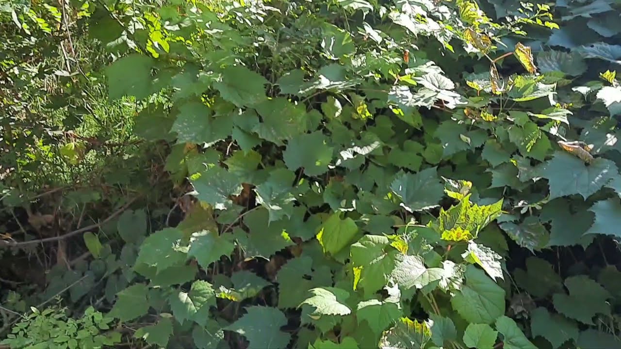 Szőlő alanyt fogok tesztelni - kirándulás