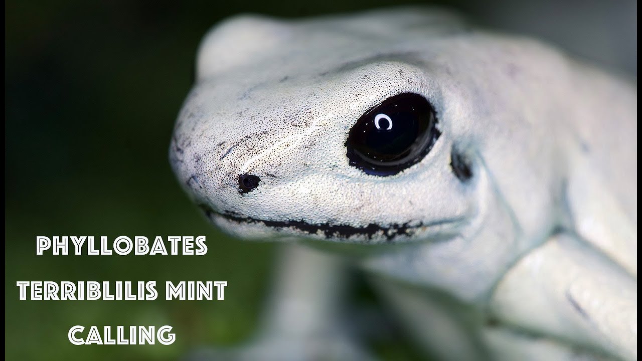 Pyllobates Terribilis Mint Calling