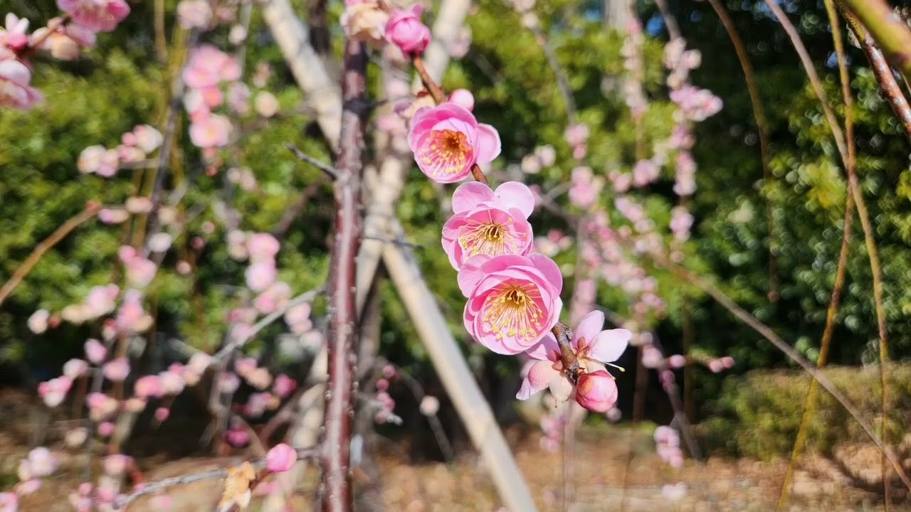 梅祭り　府中の森博物館