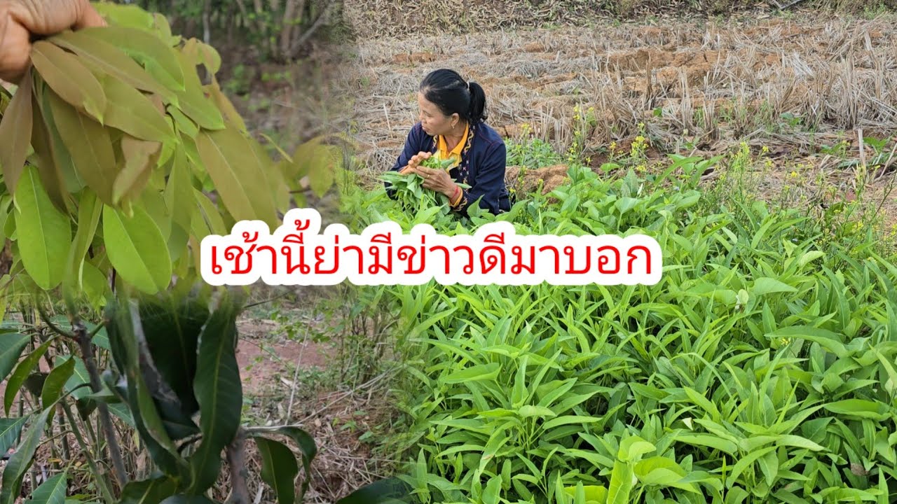 วันนี้มีเซอร์ไพรส์จากผู้ใหญ่ใจดี​เตรียมสิ่งนี้เข้าครัว​